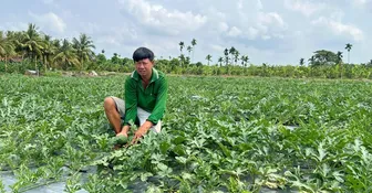 Thu nhập cao nhờ chuyển đổi cơ cấu cây trồng phù hợp