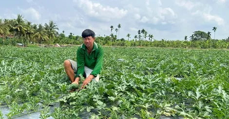 Thu nhập cao nhờ chuyển đổi cơ cấu cây trồng phù hợp
