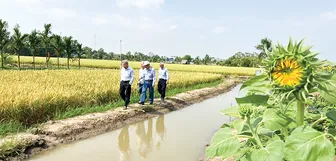 Cơm gạo<br>thắt lại những mối dây