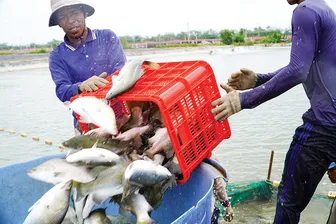 “Vua” cá chẽm miền Tây xuất khẩu nghìn tấn