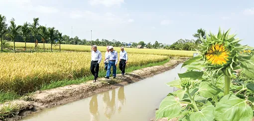 Cơm gạo<br>thắt lại những mối dây