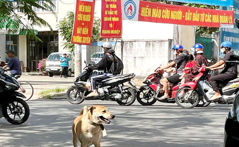 ប្រុង​ប្រយ័ត្ន​ចំ​ពោះ​ហានិ​ភ័យ​ឆ្ង​ងព្រូន​ចង្កឹះ​ឆ្កែ​ឆ្មា​លើ​កុមារ​