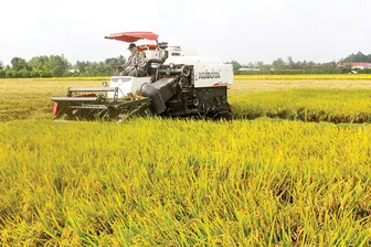 Đảm bảo sản xuất an toàn, hiệu quả các vụ lúa trong năm