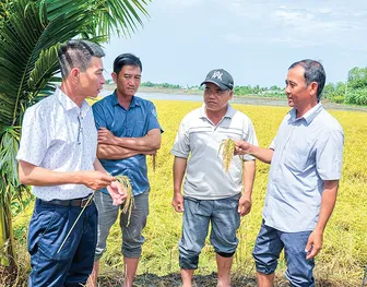Triển vọng nâng cao thu nhập nhờ canh tác giống lúa mới