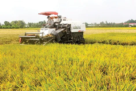 Đảm bảo sản xuất an toàn, hiệu quả các vụ lúa trong năm