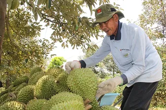 Xúc tiến xuất khẩu, nâng cao năng lực cạnh tranh cho nông sản mùa vụ