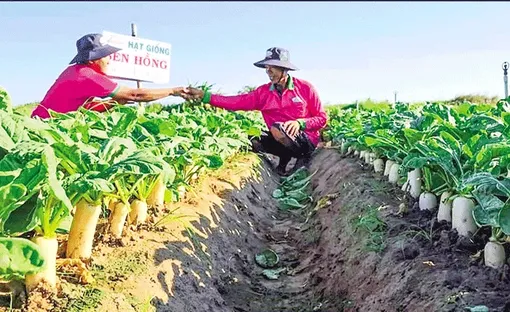 Làm giàu nhờ trồng củ cải, hành tím trên đất giồng cát
