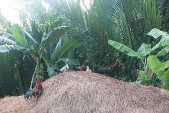 Lý thú vè ở Cần Thơ