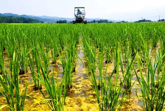 Nhật khuyến khích nông dân trồng lúa