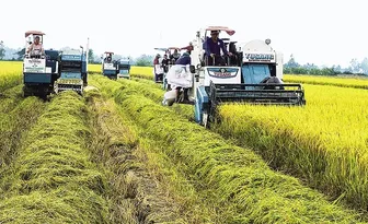 Nâng cao năng lực của hợp tác xã trong thực hiện Ðề án 1 triệu héc-ta lúa