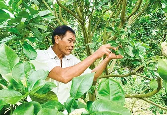Ứng dụng tiến bộ kỹ thuật vào trồng bưởi da xanh, mãng cầu xiêm