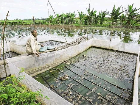 Nâng cao thu nhập bằng mô hình trồng hoa màu kết hợp nuôi thủy sản