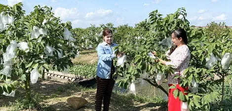 Nâng chất lượng vốn vay, tăng hiệu quả việc làm