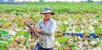 Nhiều mô hình nông nghiệp chuyển đổi từ cây lúa cho thu nhập tốt