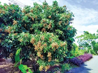 Bài học từ trồng cây theo phong trào