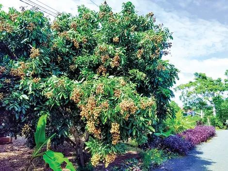 Bài học từ trồng cây theo phong trào