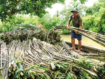 Trăn trở của nông dân vùng trồng mía