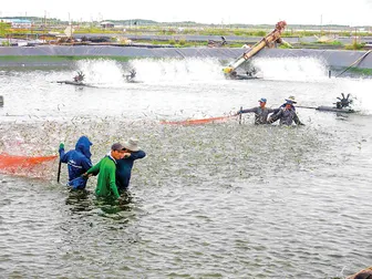 Đề án nuôi tôm nước lợ “tiếp sức” hộ nuôi tôm