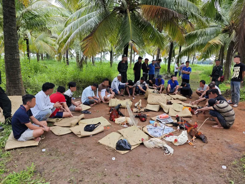 Triệt phá điểm đá gà quy mô lớn tại xã Long Phú Triệt phá điểm đá gà quy mô lớn tại xã Long Phú