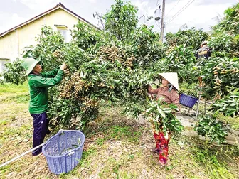 Nông dân trồng cây ăn trái mong giá đầu ra sản phẩm sớm khởi sắc