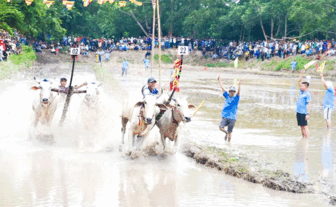 នឹង​ប្រា​រព្ធ​ពិ​ធី​ប្រ​ណាំង​គោ​នៅ​វត្ត​រោទិ៍ ឆ្នាំ​២០២៥