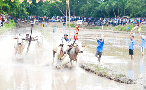 នឹង​ប្រា​រព្ធ​ពិ​ធី​ប្រ​ណាំង​គោ​នៅ​វត្ត​រោទិ៍ ឆ្នាំ​២០២៥