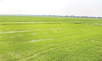 Tập trung đảm bảo hiệu quả sản xuất các vụ lúa