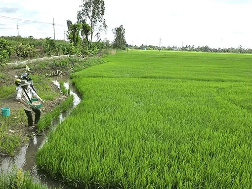 Chủ động chăm sóc, bảo vệ lúa thu đông