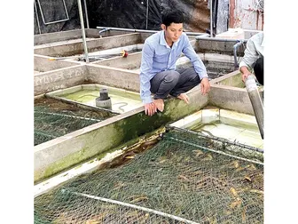 Ăn nên làm ra với mô hình nuôi lươn không bùn