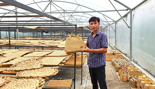 Lục bình “lên đời” Lục bình “lên đời”