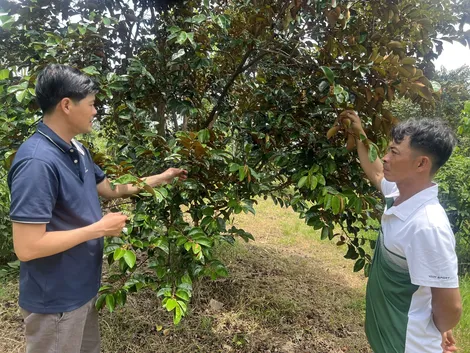 Làm giàu với mô hình trồng cây ăn trái đặc sản