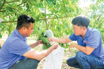 Hỗ trợ thanh niên khởi nghiệp, lập nghiệp