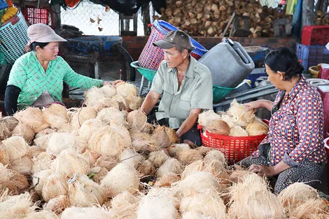Đồng Tháp đẩy mạnh phát triển ngành dừa theo hướng bền vững