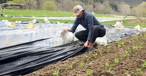 Hạt vi nhựa trong cây trồng đe dọa nguồn cung lương thực toàn cầu