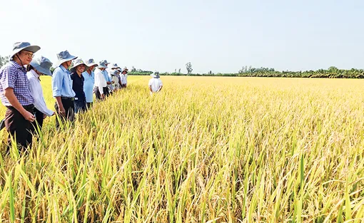 Phát triển trồng trọt giảm phát thải - Hướng đi bền vững trong bối cảnh biến đổi khí hậu