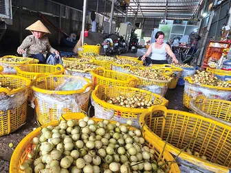 Nâng cao hiệu quả kinh tế cho dâu Hạ Châu