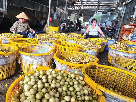 Nâng cao hiệu quả kinh tế cho dâu Hạ Châu