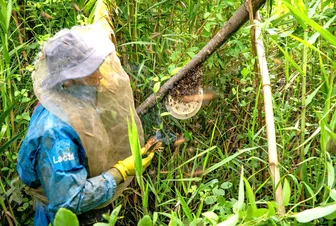 Mùa “dọn tổ” của thợ “ăn ong”