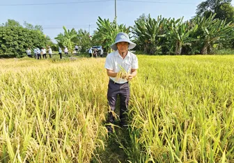 Tăng cường các hoạt động khuyến nông thúc đẩy sản xuất lúa chất lượng cao, phát thải thấp tại ĐBSCL