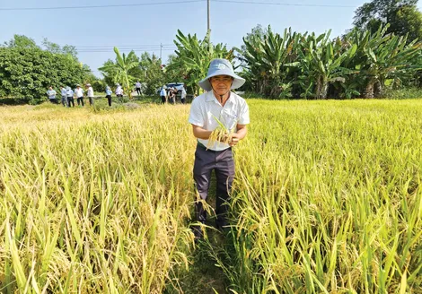 Tăng cường các hoạt động khuyến nông thúc đẩy sản xuất lúa chất lượng cao, phát thải thấp tại ĐBSCL