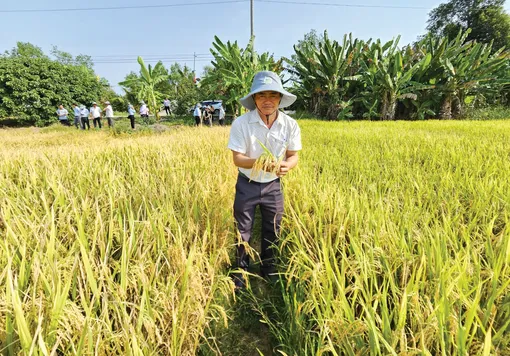 Tăng cường các hoạt động khuyến nông thúc đẩy sản xuất lúa chất lượng cao, phát thải thấp tại ĐBSCL