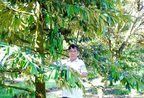 Năng động làm giàu từ kinh tế vườn
