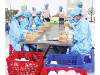 Phối hợp nâng cao chuỗi giá trị cây dừa