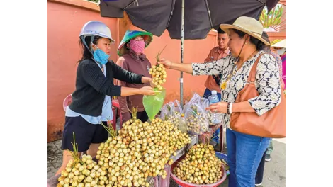 Mùa dâu Hạ Châu
