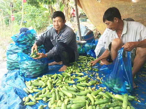 Làm giàu từ mô hình trồng màu chuyên canh dưới ruộng