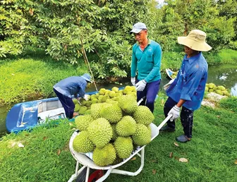 Chuẩn hóa sản xuất sầu riêng để đạt chất lượng xuất khẩu