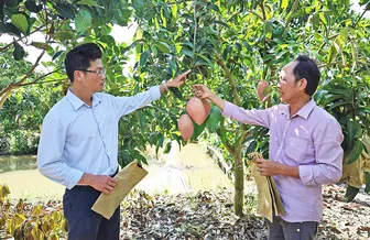 Mã số vùng trồng - "đòn bẩy" cho nông sản vươn xa
