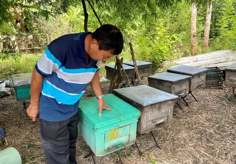Nuôi ong Ý mang lại hiệu quả kinh tế cao