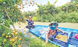 Nỗ lực nâng cao chuỗi giá trị trái cây