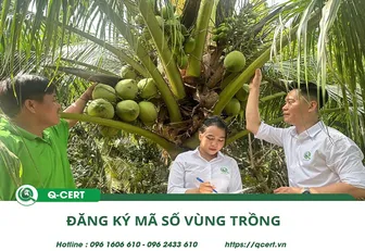 Hướng dẫn đăng ký mã số vùng trồng nhanh chóng trọn gói